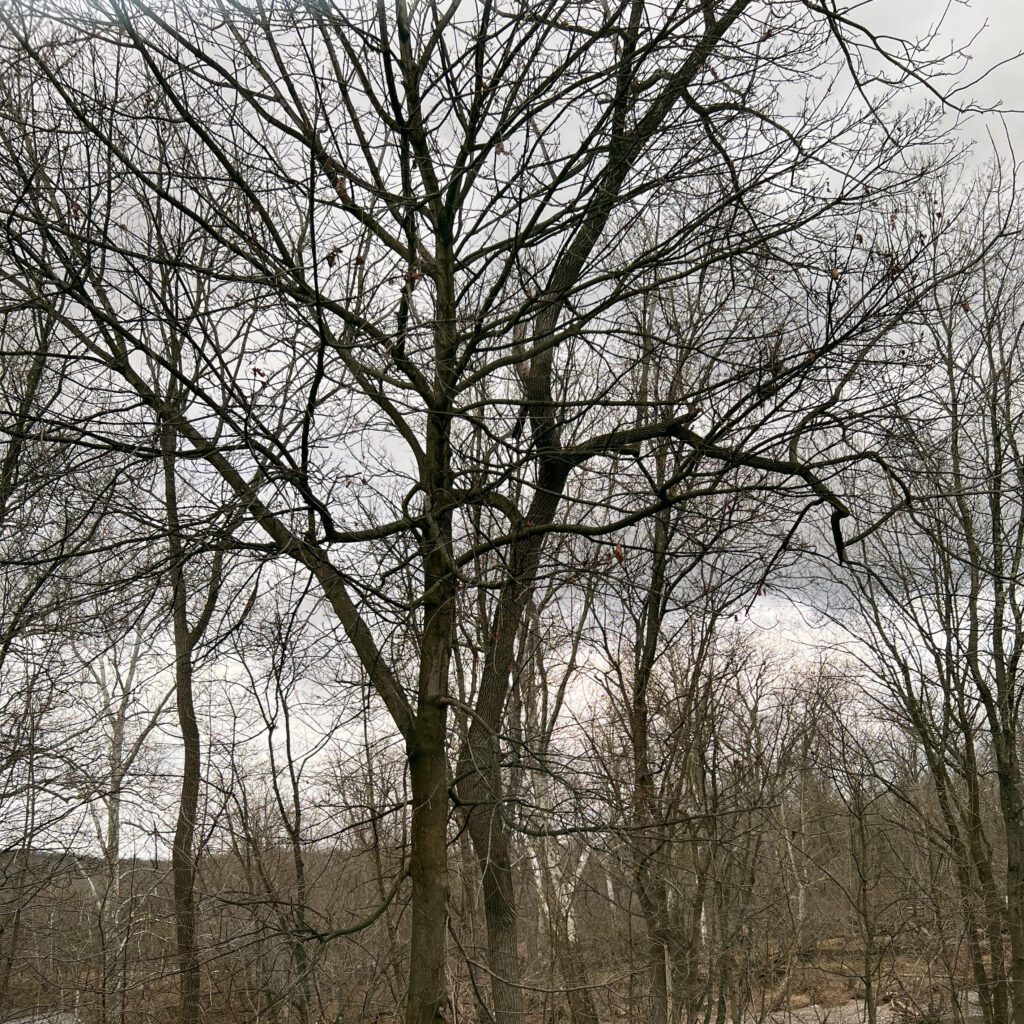 Leafless trees through an Avulux tinted lens, with a natural color but slightly enhanced contrast.