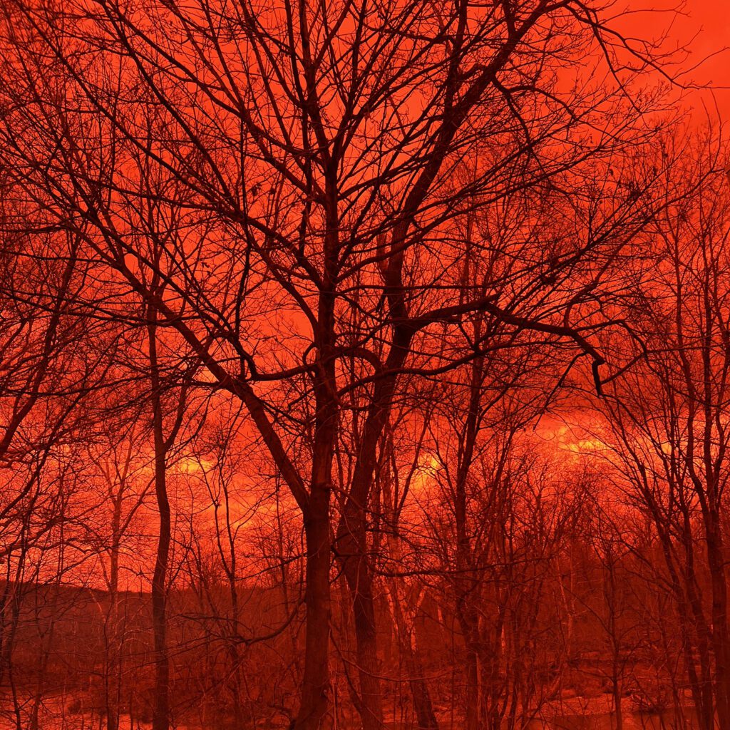 Leafless trees viewed through an FL-41 tinted lens, showing a reddish-brown hue.