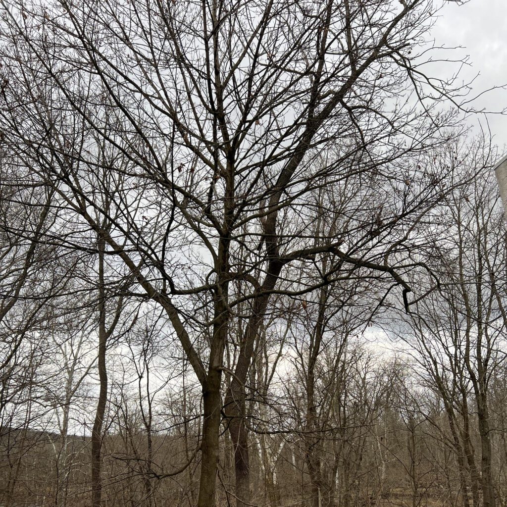 Leafless trees without any tint, showing the natural colors of a winter forest scene.