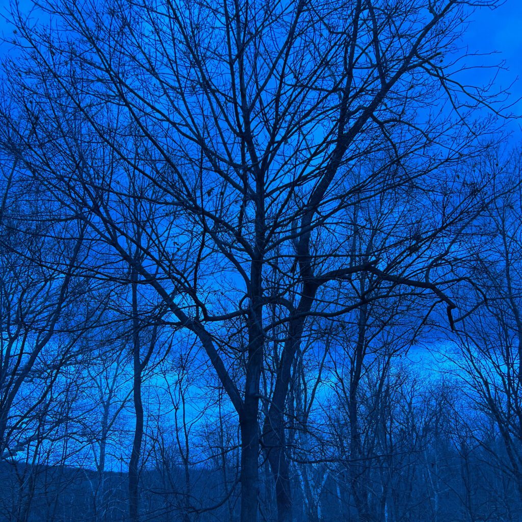 Leafless trees under a z-blue lens, creating a cool-toned forest scene.