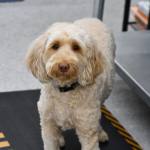 Star the Office dog at Chadwick Optical