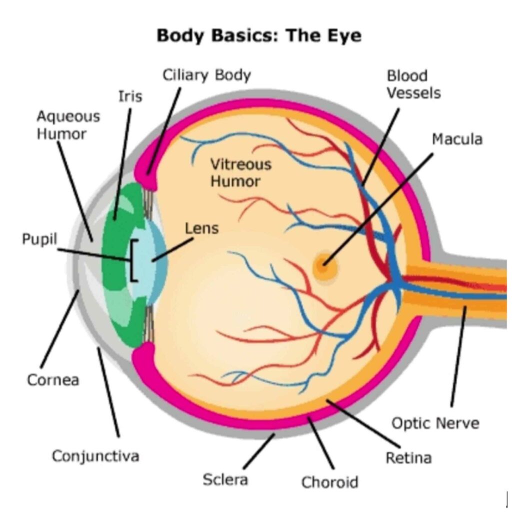 Diagram of the human eye showing labeled parts including the cornea, pupil, lens, retina, and optic nerve.