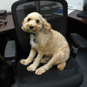 Office dog seated in an office chair, adding a friendly and relaxed atmosphere to the workspace.