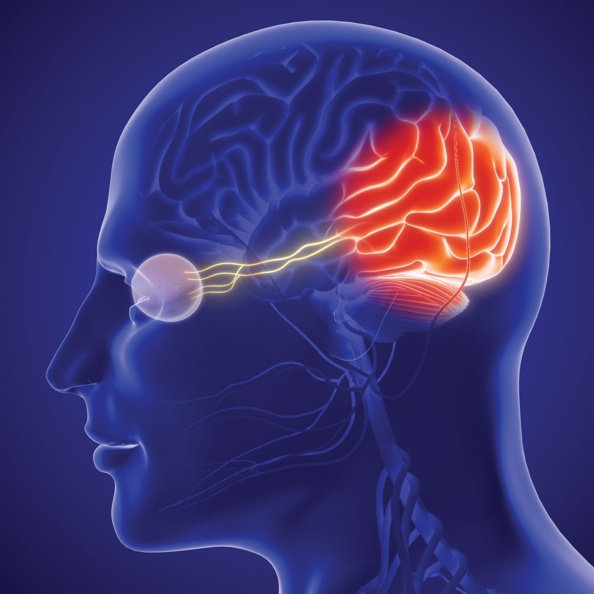 Visual-Cortex_Chadwick_Optical Visual-Cortex_Chadwick_Optical