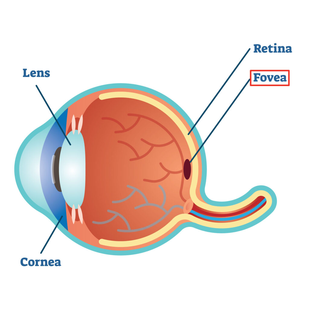 Fovea_ChadwickOptical