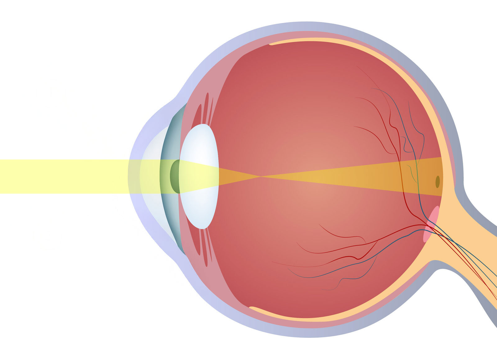 chadwick-optical-principles-of-vision-eye-side-view